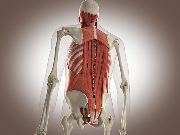 musculatura espalda fibromialgia fisioterapia Fidoos Madrid