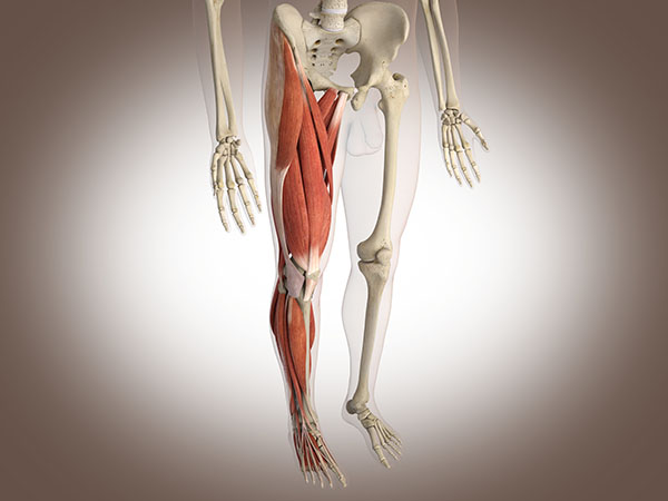 musculatura cuádriceps tendinitis rotuliana fisioterapia Madrid