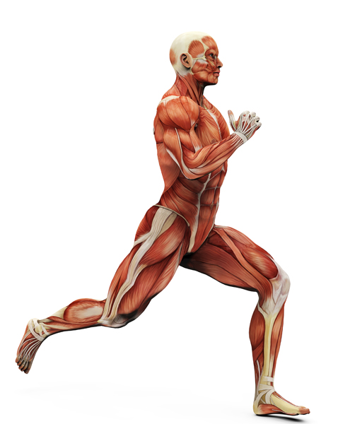 sistema muscular corredor fisioterapia deportiva Madrid Vallecas