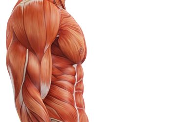 Osteopatía vs fisioterapia: diferencias y cuándo elegir una u otra en Madrid