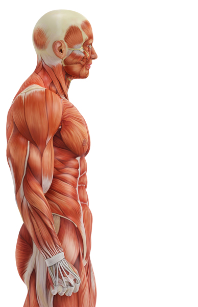 Osteopatía vs fisioterapia: diferencias y cuándo elegir una u otra en Madrid